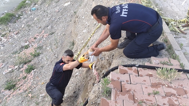 Çorum'da çaya düşen kediyi itfaiye kurtardı