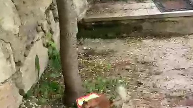 Ceviz bulamayınca kabı protesto etti: Sincap ile vatandaşın diyaloğu gülümsetti