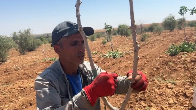 Şanlıurfa'da fıstık aşılama dönemi başladı
Siirt anacına Antep fıstığı aşısı yapılıyor