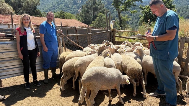 Küçükbaş hayvanlara aşılama yapıldı