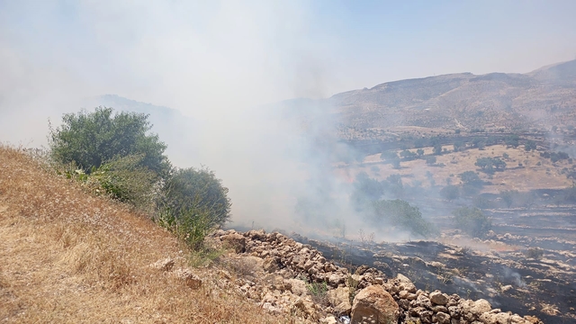 Mardin'de ormanlık alanda çıkan yangına müdahale ediliyor