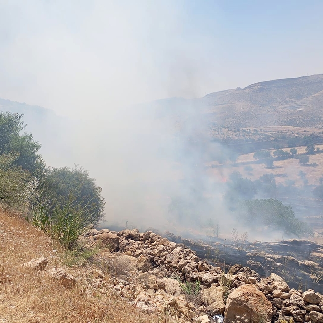 Mardin'de ormanlık alanda çıkan yangına müdahale ediliyor