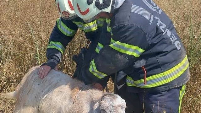 Denizli'de kuyuya düşen koyunları itfaiye kurtardı