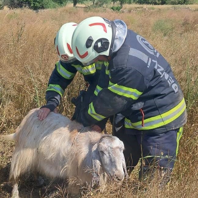 Denizli'de kuyuya düşen koyunları itfaiye kurtardı