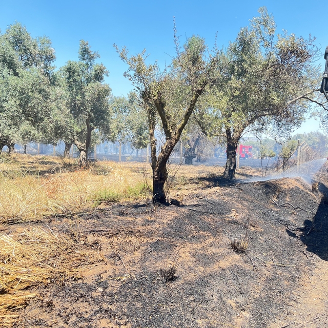 Korkutan arazi yangını 1 saatte kontrol altına alındı