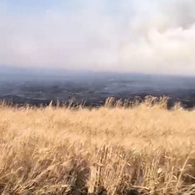 Mardin'de buğday ekili tarlada yangın; 500 dönüm zarar gördü