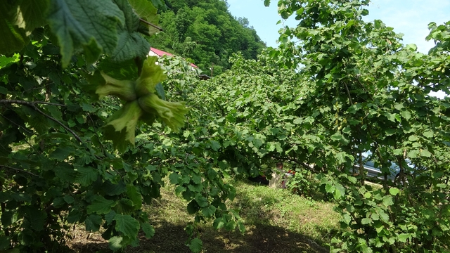 Giresun'da kahverengi kokarcaya karşı samuray arıları doğaya salındı