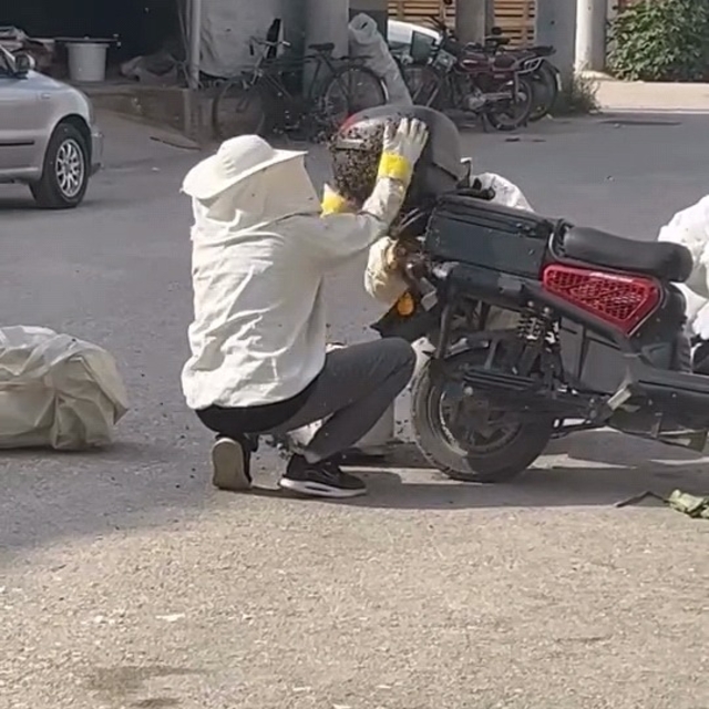 Motosiklette toplanan arıları, özel kıyafetiyle kovana topladı