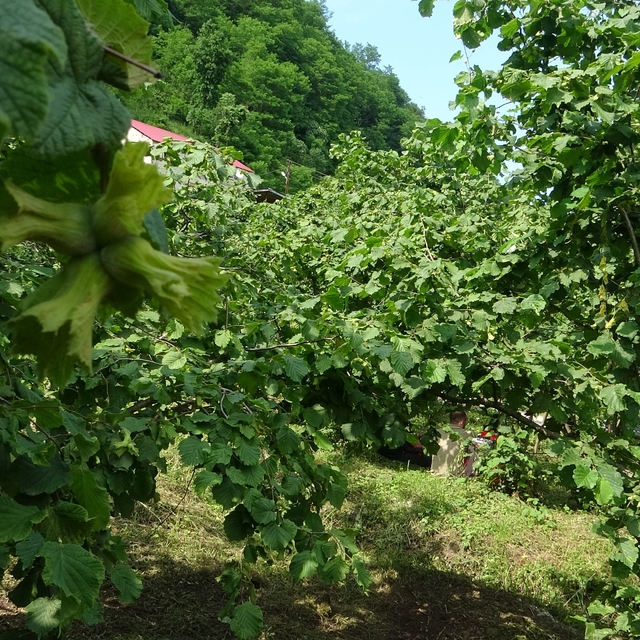 Giresun'da kahverengi kokarcaya karşı samuray arıları doğaya salındı