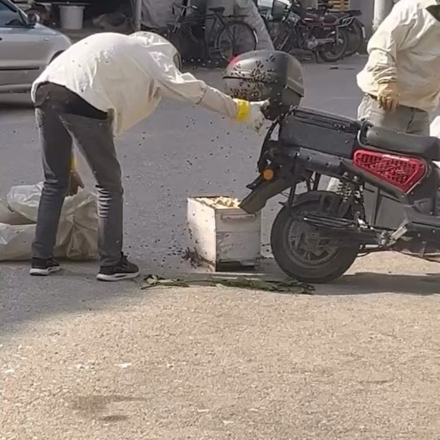 Arılar motosiklette oğul verdi