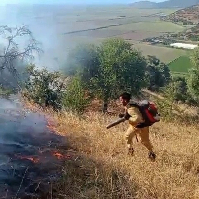 Aydın'da zeytinlik yangını (2)