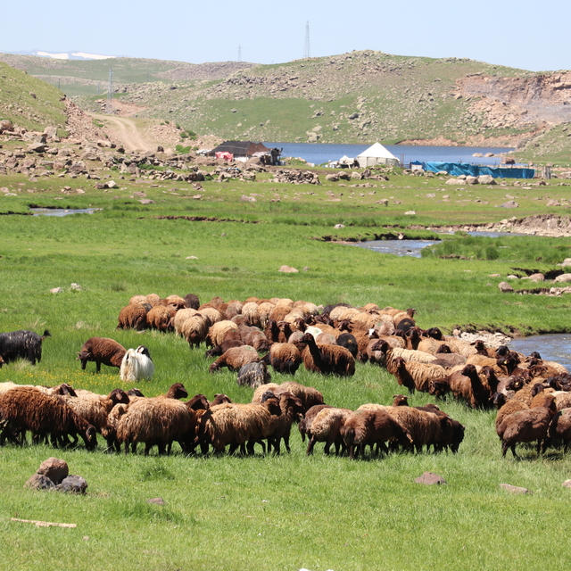 Çetin kış nedeniyle yaylaya geç çıkan göçerler çadır kurup üretime başladı