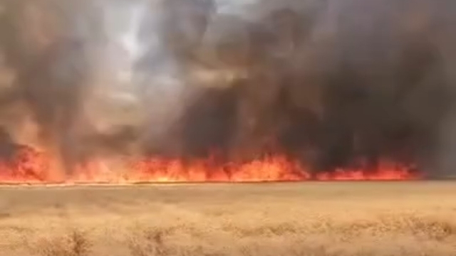 Harran'da 300 dönümlük buğday tarlasında yangın
