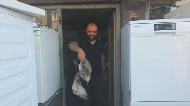 Martı yavrusu beyaz eşya tamircisini karıştırdı