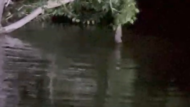 Sivas'ta fıkralara konu olacak olay, balık ağaca çıktı
Tuttuğu balığı ağaçta gören amatör balıkçı, "Bir balık tuttuk oda ağaca çıktı"