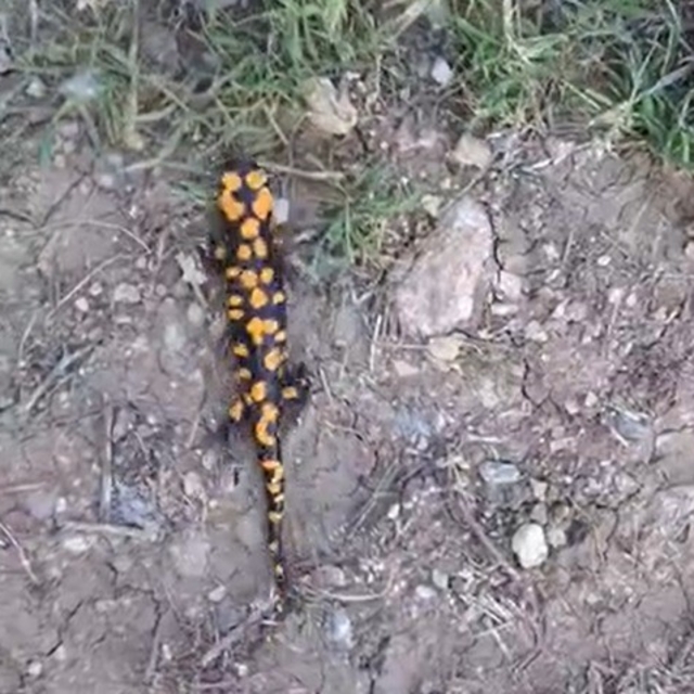 Kahramanmaraş'ta benekli semender görüntülendi