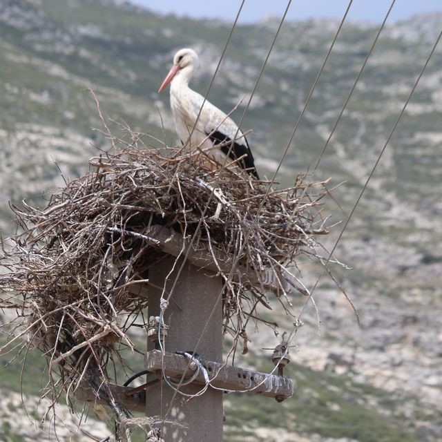 Riskli durumdaki leylek yuvası güvenli hale getirildi
EKODOSD Başkanı Sürüc...