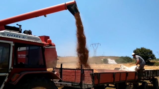 Bafra Ovası'nda buğday ve arpa hasadı başladı