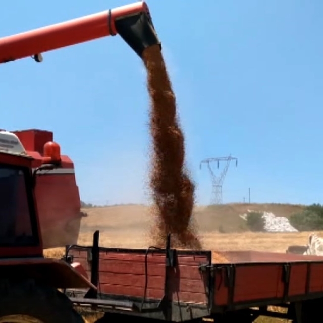 Bafra Ovası'nda buğday ve arpa hasadı başladı