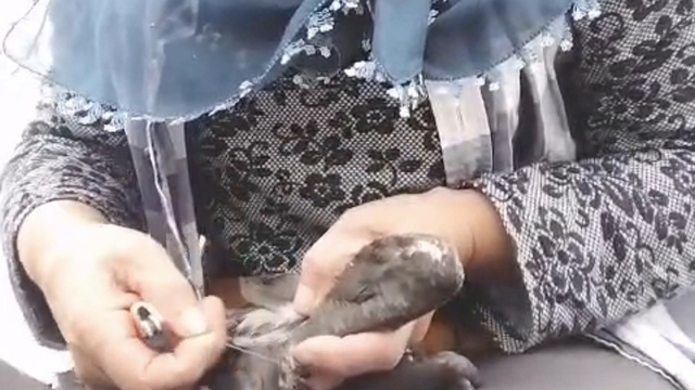 Trabzon'da karabatak kurtarma operasyonu gülümsetti