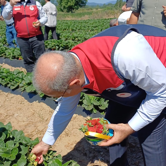 Çanakkale'de çilek hasat şenliği düzenlendi