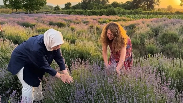 Düzce'de lavanta hasadı başladı