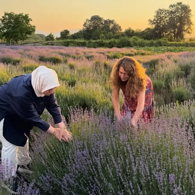Düzce'de lavanta hasadı başladı