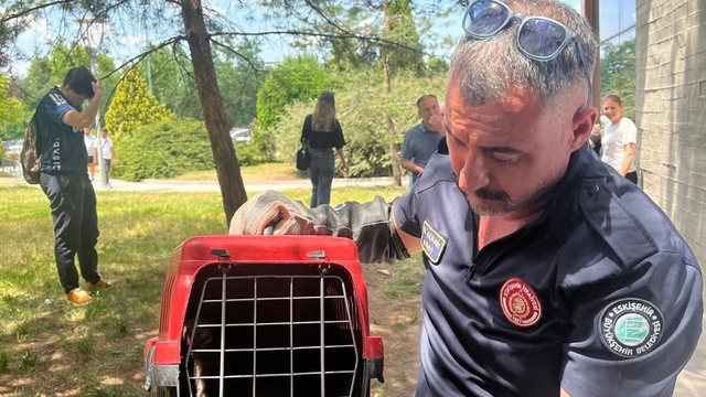 Eskişehir Osmangazi Üniversitesinde mahsur kalan sansar kurtarıldı
