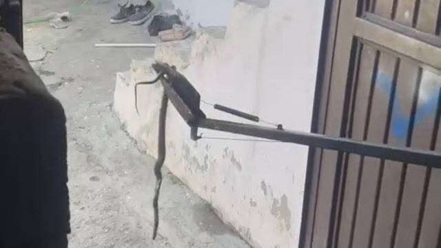 Eve giren yılan yakalanarak doğaya bırakıldı