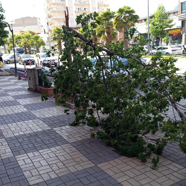 Kahta'da şiddetli rüzgar ağacı devirdi