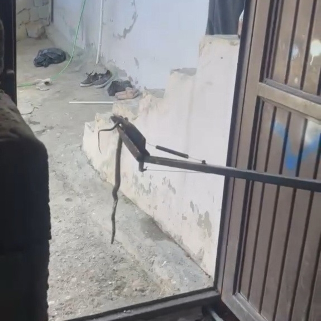 Eve giren yılan yakalanarak doğaya bırakıldı