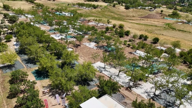Tut ilçesinde dut hasadı başladı 3 bin tonun üzerinde yaş dut, 700 tonun üzerinde ise kuru dut rekoltesi bekleniyor