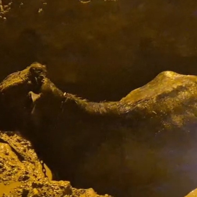 İnek belediyenin kazdığı çukura düştü