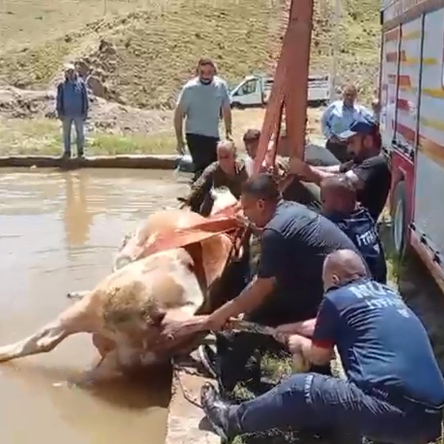 Düştüğü havuzda çamura saplanan inek kurtarıldı