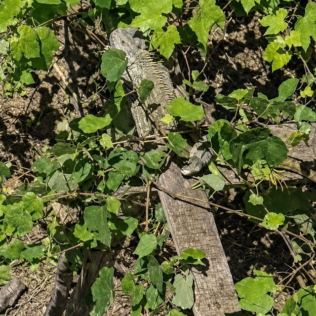 İtfaiyenin iguana mesaisi