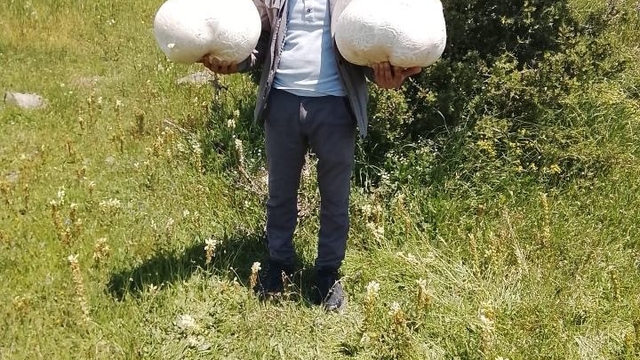 Doğada 20 kiloluk mantar buldu