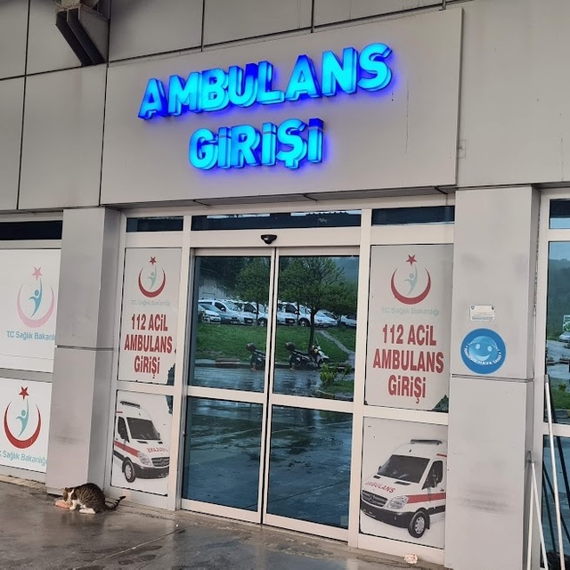 Ihlamur ağacından düşen kadın yaralandı