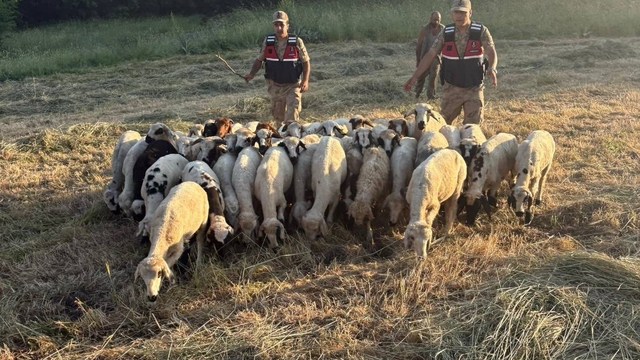 Tunceli'de kayıp küçükbaş hayvanlar dron desteğiyle bulundu