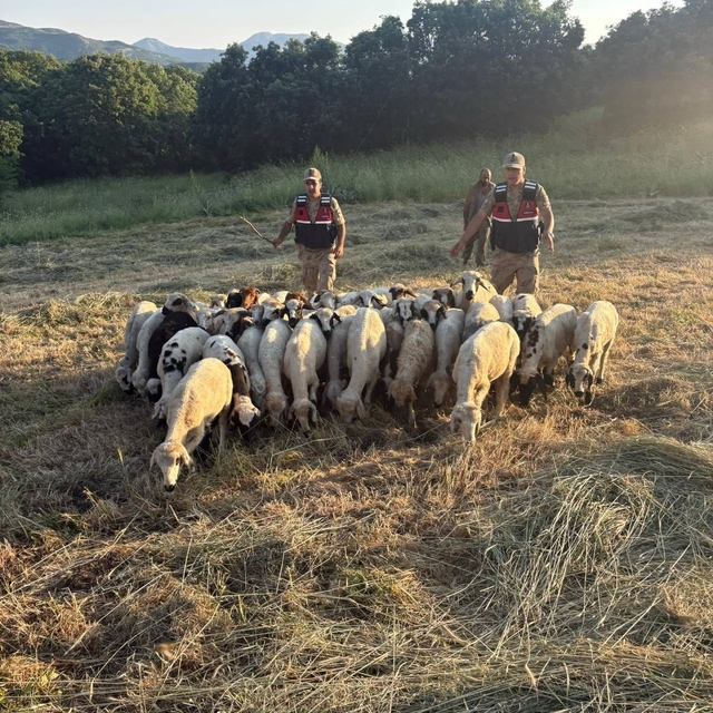 Tunceli'de kayıp küçükbaş hayvanlar dron desteğiyle bulundu