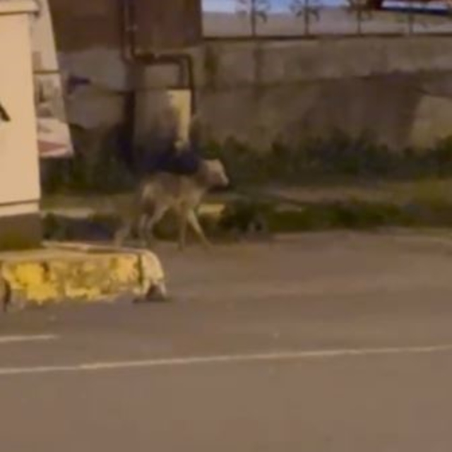 Ardahan'da gece şehre inen tilki kamerada