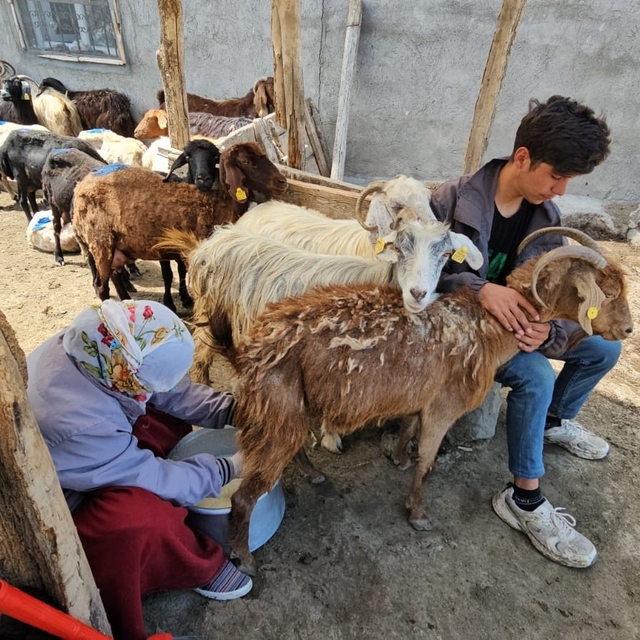 Adilcevaz'da yaylacıların yaz mesaisi devam ediyor
