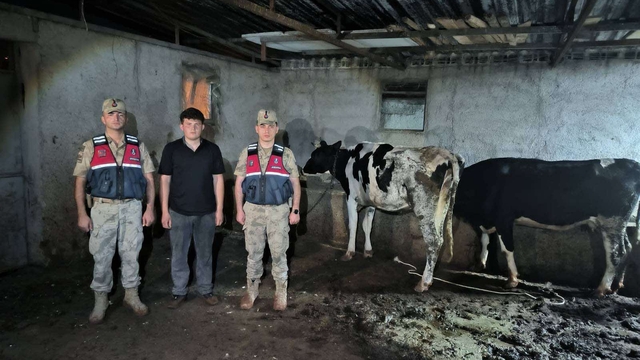 Kilis'te kaybolan büyükbaş hayvanlar jandarma tarafından bulundu