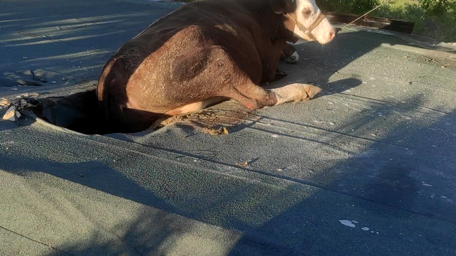 Yamaçta otlarken çıktığı evin çatısında mahsur kalan inek kurtarıldı