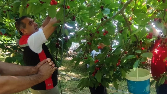 Aydın'da kiraz hasadı sürüyor
Üreticiler 9 bin dekarda üretim yapıyor