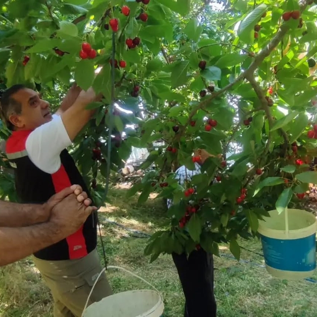 Aydın'da kiraz hasadı sürüyor
Üreticiler 9 bin dekarda üretim yapıyor