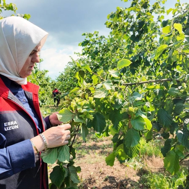 Yeni sezon öncesi fındık bahçelerinde saha incelemeleri sürüyor