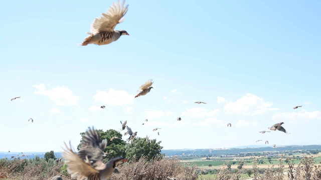 Çanakkale'de 1000 kınalı keklik doğaya salındı