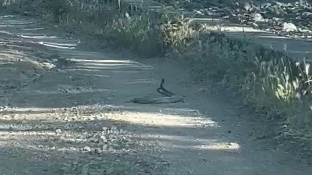 Bingöl'de iki yılanın dansı görüntülendi