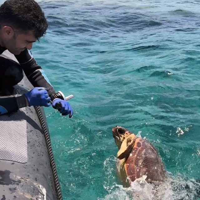 Ağa takılan deniz kaplumbağasını dernek görevlileri kurtardı