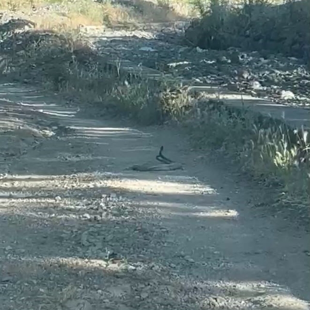 Bingöl'de iki yılanın dansı görüntülendi